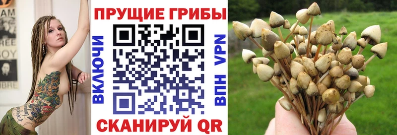 mega ТОР  Губкин  Галлюциногенные грибы Psilocybe 